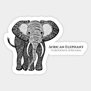 African Elephant with Common and Latin Names - animal design Sticker